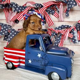 "Chocolate based red female #1" Dachshund Puppies from Lil Beanie Weenies Dachshunds