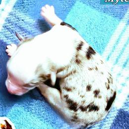 Myles - Blue merle male Miniature Australian Shepherd puppy in Punta Gorda, Florida from Christie's Creekside Aussies