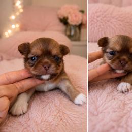 Simba - Red and white male Chihuahua puppy in Miami, Florida from Natalias Tiny Puppies