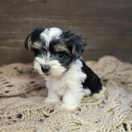 Oreo - Parti male Yorkshire Terrier puppy in Mountain Grove, Missouri from Precious Puppies