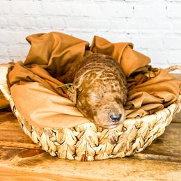 Bernedoodle and Goldendoodle Puppies from Larsen Litters