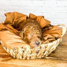 Bernedoodle and Goldendoodle Puppies from Larsen Litters