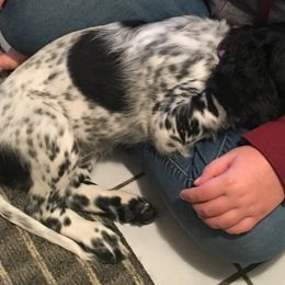Large Münsterländer Puppies from CheddArris Kennel