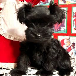 Miniature Australian Shepherds and Miniature Schnauzers from Blackbeard Schnauzers + Aussies