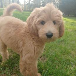 Polly - Apricot female Goldendoodle puppy in Georgetown, Tennessee from Georgetown Designer & Purebred Puppies