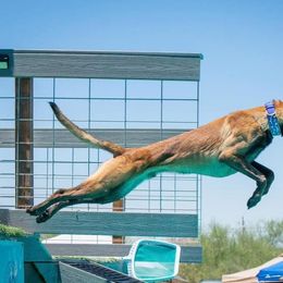 Captain - Belgian Malinois