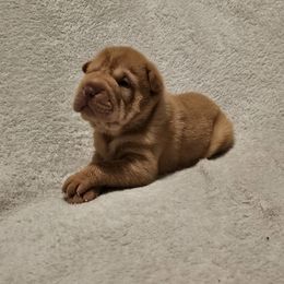 Apricot - Apricot dilute female Chinese Shar-Pei puppy in Bakersfield, California from Cashmerewrinkles