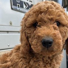 Cockapoos and Goldendoodles from 7 Sisters Cockapoos