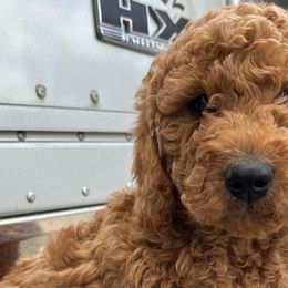 Cockapoos and Goldendoodles from 7 Sisters Cockapoos