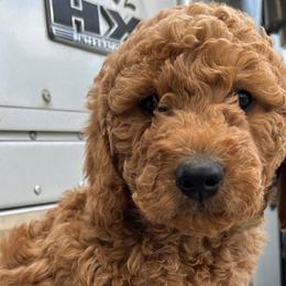Cockapoos and Goldendoodles from 7 Sisters Cockapoos