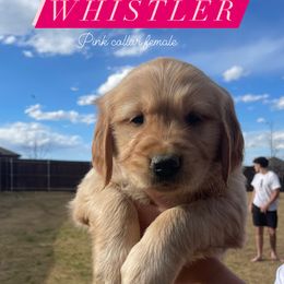 Golden Retriever Puppies from Fort Worth Goldens
