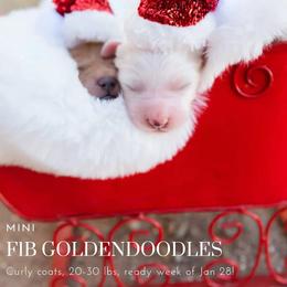 Aussiedoodle and Goldendoodle Puppies from Ever After Doodles Arizona