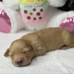 Ken - Red male Dachshund puppy in Fayetteville, North Carolina from RRD