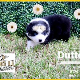 Dutton - Black tri male Miniature Australian Shepherd puppy in Madisonville, Texas from Flying LL Aussies