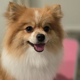 Bella - Pomeranian