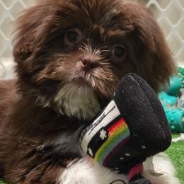 Mr. Bear - Brindle and white male Shih Tzu puppy in New Bern, North Carolina from Kuddly Creatures