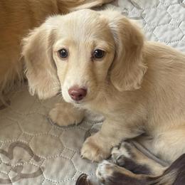 'Lily' Cream Girl (no collar) - Cream female Dachshund puppy in Fontana, California from Oscar Meyer’s Weenies