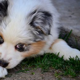 Australian Shepherd Puppies from Saddle Peak Aussies
