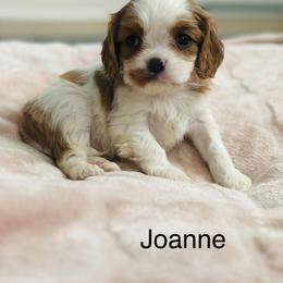 Joanne - Blenheim female Cavalier King Charles Spaniel puppy in Temecula, California from McKenna Cavaliers in Southern California