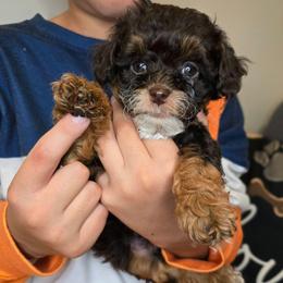 Saturn - Red tri-color male Aussiedoodle puppy in Prescott Valley, Arizona from Ramirez Family Doodles