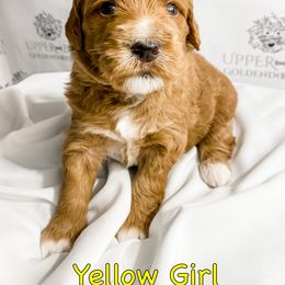 Goldendoodle Puppies from Upper Bay Goldendoodles