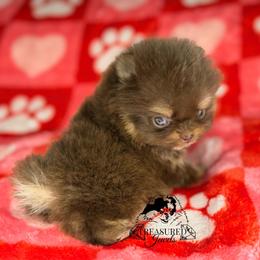 EL - Chocolate and tan female Pomeranian puppy in Willis, Texas from Treasured Jewels Pomeranians