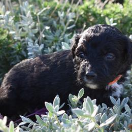 Orange Collar Female - Black and white female Aussiedoodle puppy in Parma, Idaho from Arena Valley Acres