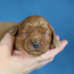 Calamity - Red female Cavapoo puppy in Murray, Utah from Good Looking Dogs