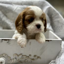 Cavalier King Charles Spaniel and Labrador Retriever Puppies from Happy Tails Kennel
