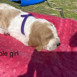 Basset Hound Puppies from 4D Farms