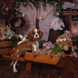 Border Collie and Cavalier King Charles Spaniel Puppies from Casa De Cavaliers