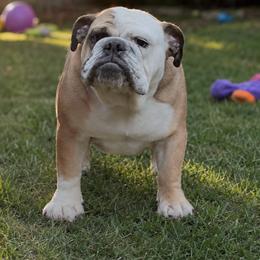 Kirby - Fawn female Bulldog puppy in Kirbyville, Texas from Empire Bulldogs & French Bulldogs