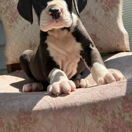 Rafferty - Mantle male Great Dane puppy in Cadillac, Michigan from Garrow Danes House of Blues
