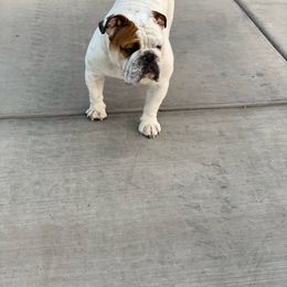 Baxter - Bulldog