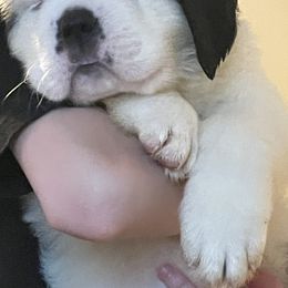 Saint Bernard Puppies from Still River Saints