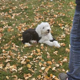 GIRL 4 - Gray and white female Old English Sheepdog puppy in Anaconda, Montana from Mt. Haggin OES