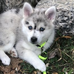 Pomsky Puppies from Ocean State Pomskies