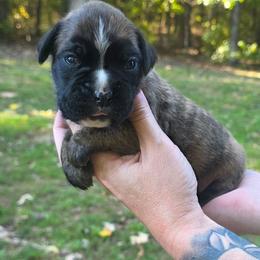 Brindle - Brindle female Boxer puppy in Beech Bluff, Tennessee from Earnest's Southern kennels