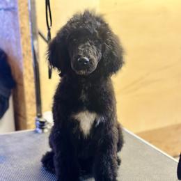 Riolu - Black female Goldendoodle puppy in Twin Falls, Idaho from Burrow & Bone