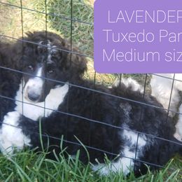 Poodle Puppies from Four Aces Poodles