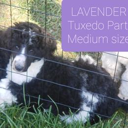 Poodle Puppies from Four Aces Poodles