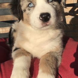 Australian Shepherd Puppies from 303 Aussies