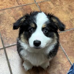 Shamrock - Black and tan male Pembroke Welsh Corgi puppy in Menomonie, Wisconsin from Rocking Ridge Ranch