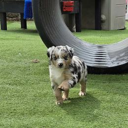 Salsa - Blue merle female Australian Shepherd puppy in Northfield, New Hampshire from A to Z Australian Shepherds