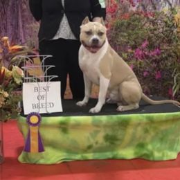 ODB's Carnival of Royalty - Blue fawn American Bully puppy in Saratoga Springs, New York from Oily Drop Bullies