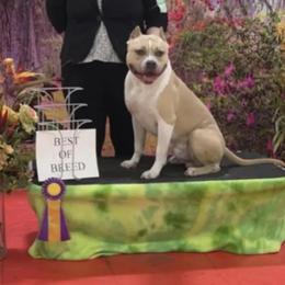 ODB's Carnival of Royalty - Blue fawn American Bully puppy in Saratoga Springs, New York from Oily Drop Bullies
