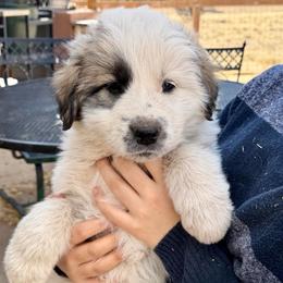 Valentino- blue - Badger male Colorado Mountain Dog puppy in Cotopaxi, Colorado from Once Upon A Moose (OUM)