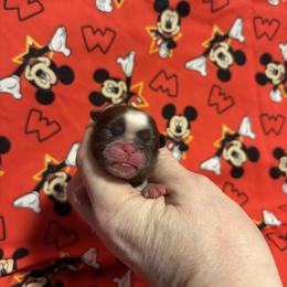 North - Liver and white male Shih Tzu puppy in Sharon, Pennsylvania from Keystone Danes and Shih tzus