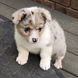 Girl 1 - Blue female Pembroke Welsh Corgi puppy in Moundville, Alabama from Cartee Corgis - Debi Cartee Mills