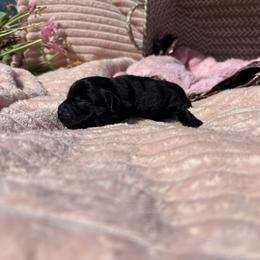 Marshmallow - Black female Labrador Retriever puppy in Petersburg, Kentucky from Mahan Labs